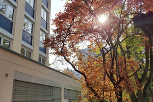 Sonnendurchfluteter Baum mit roten und gelben Blättern neben einem mehrstöckigen Gebäude im Herbst